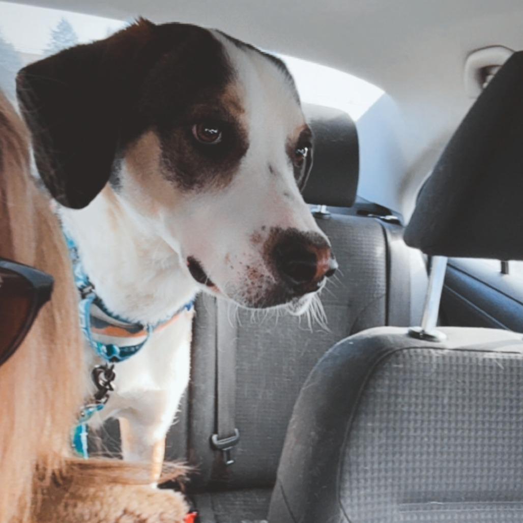 Cobalt, Adoptable, Adult Male Hound.