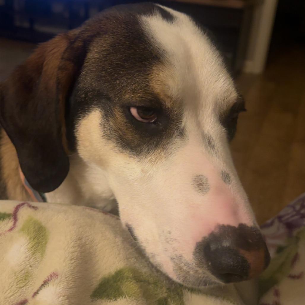 Enlarge Cobalt, a Adoptable Hound in York, PA image 2/5