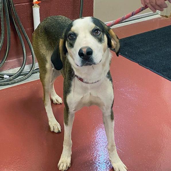 Enlarge Cobalt, a Adoptable Hound in York, PA image 3/5