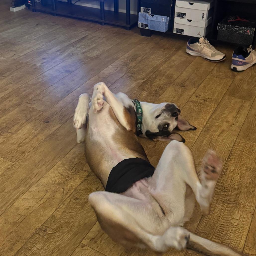 Enlarge Cobalt, a Adoptable Hound in York, PA image 4/5