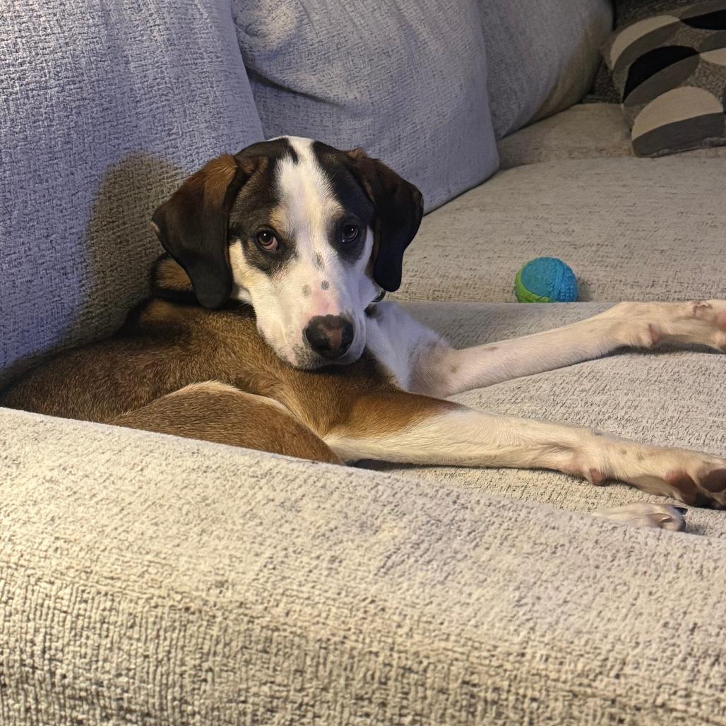 Enlarge Cobalt, a Adoptable Hound in York, PA image 5/5