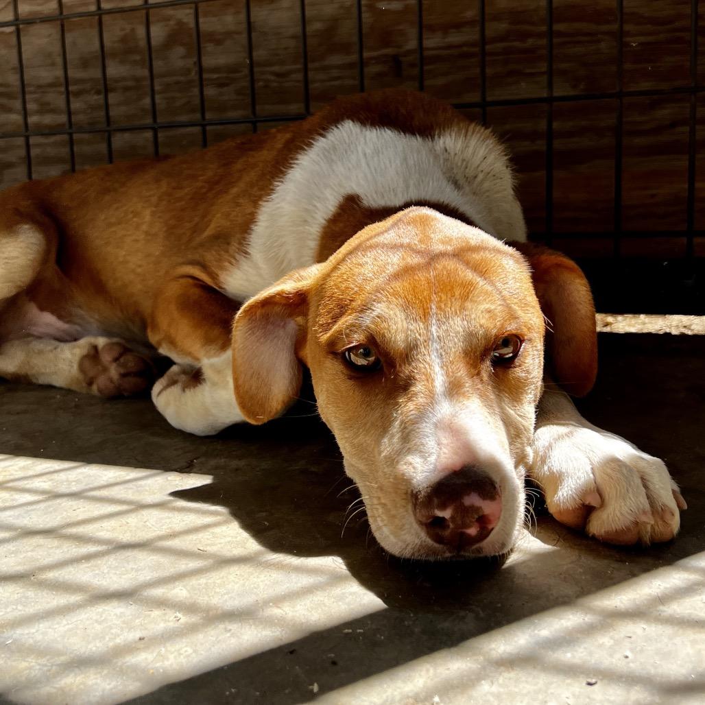 Enlarge Hallie, a Adoptable mixed breed in Birmingham, AL image 1/1
