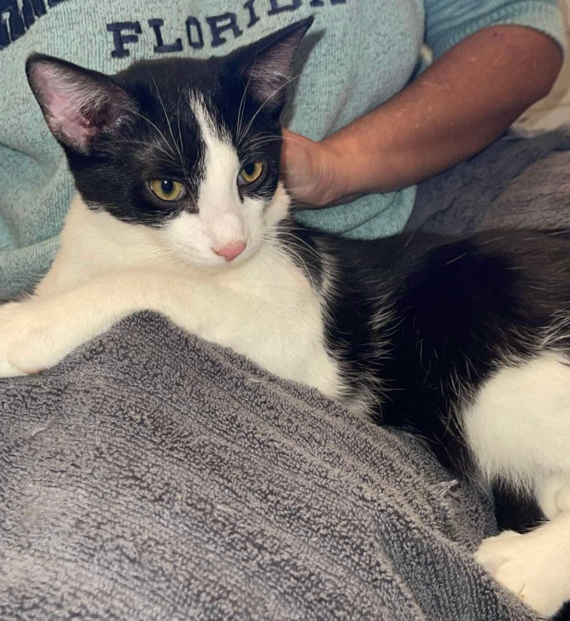 Dan, Adopted, Young Male Domestic Short Hair.