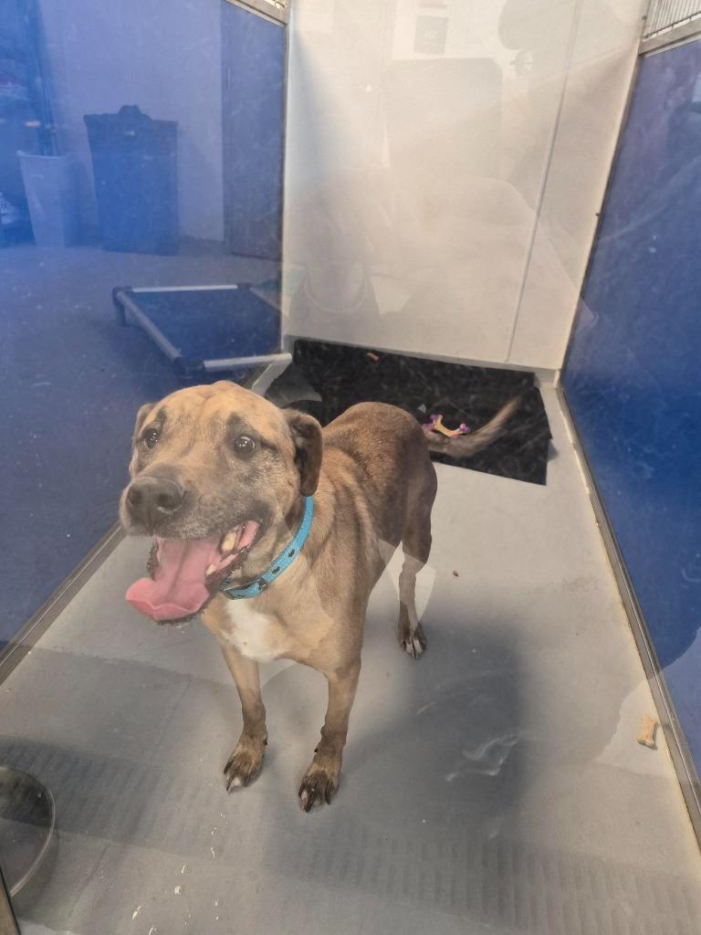 Enlarge Dale, a Adoptable mixed breed in New Kensington, PA image 1/6