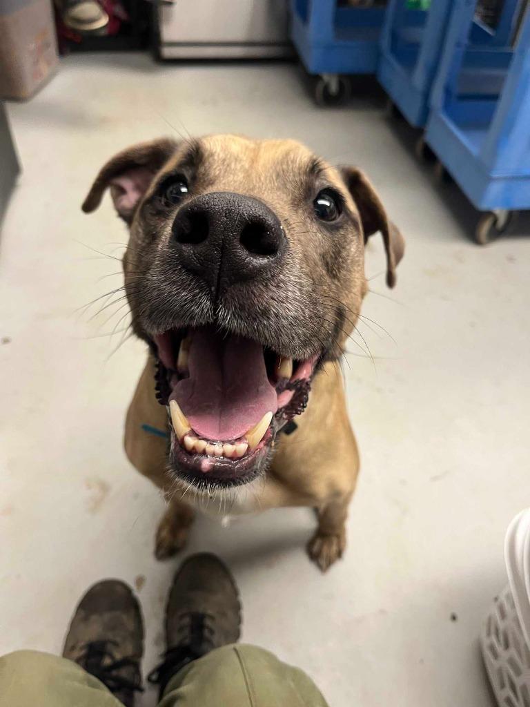 Enlarge Dale, a Adoptable mixed breed in New Kensington, PA image 2/6