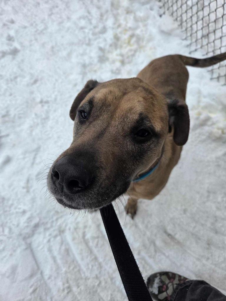 Enlarge Dale, a Adoptable mixed breed in New Kensington, PA image 3/6