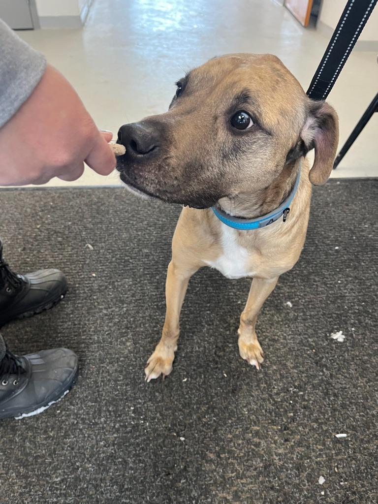 Enlarge Dale, a Adoptable mixed breed in New Kensington, PA image 4/6