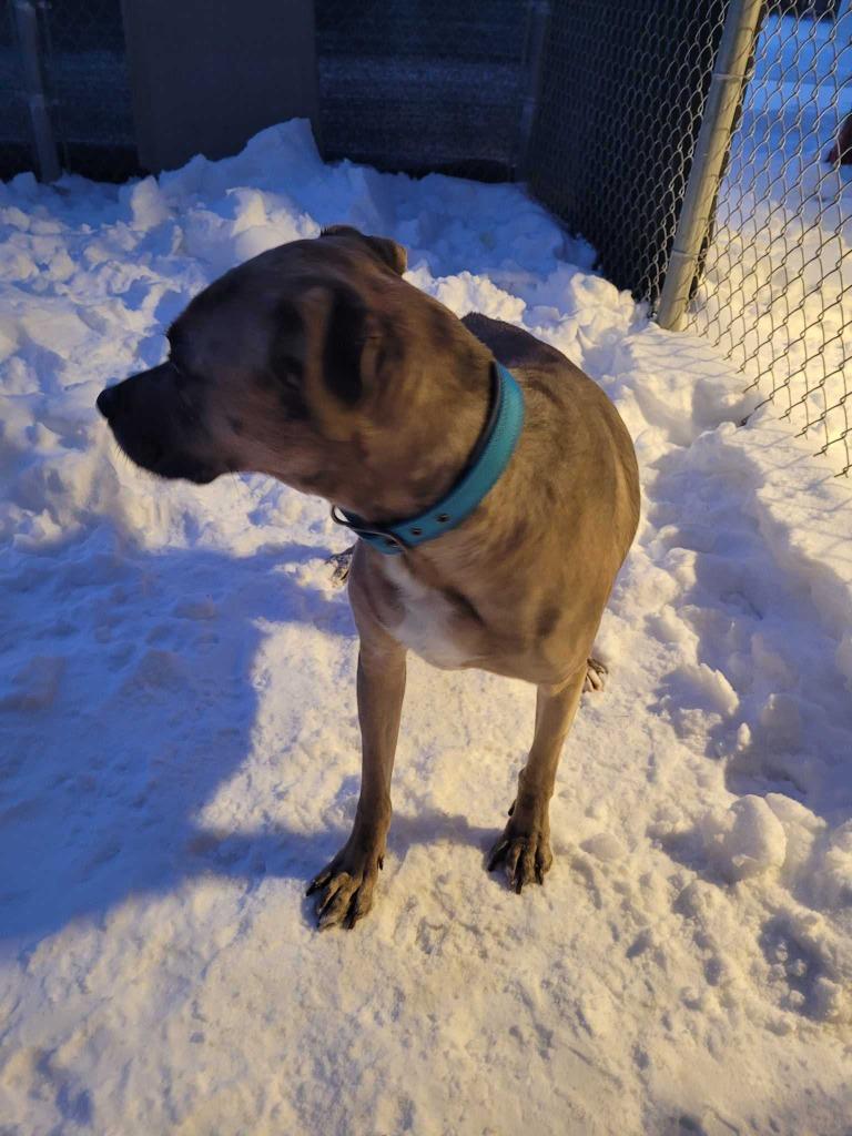 Enlarge Dale, a Adoptable mixed breed in New Kensington, PA image 5/6