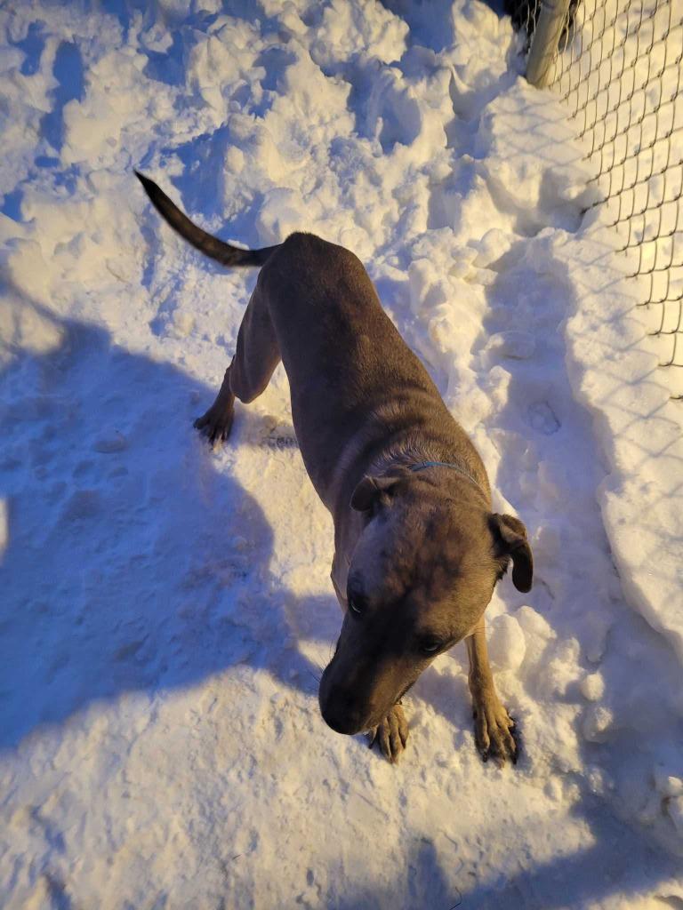 Enlarge Dale, a Adoptable mixed breed in New Kensington, PA image 6/6