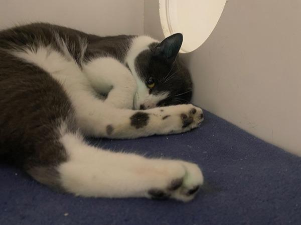 Biscuits, Adoptable, Adult Male Domestic Short Hair.