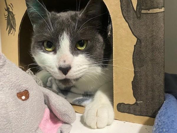 Biscuits, a Adoptable mixed breed in Port Alberni, BC image 2/3