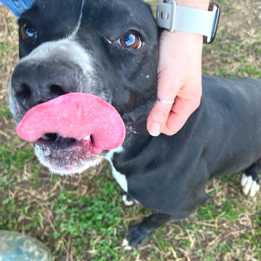 Honeybee, Adoptable, Adult Female Mixed Breed.