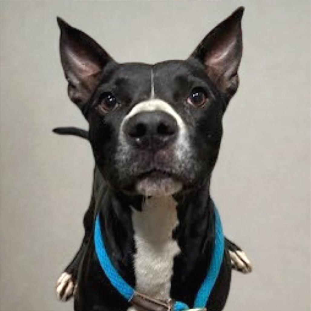 Honeybee, Adoptable, Adult Female Mixed Breed.