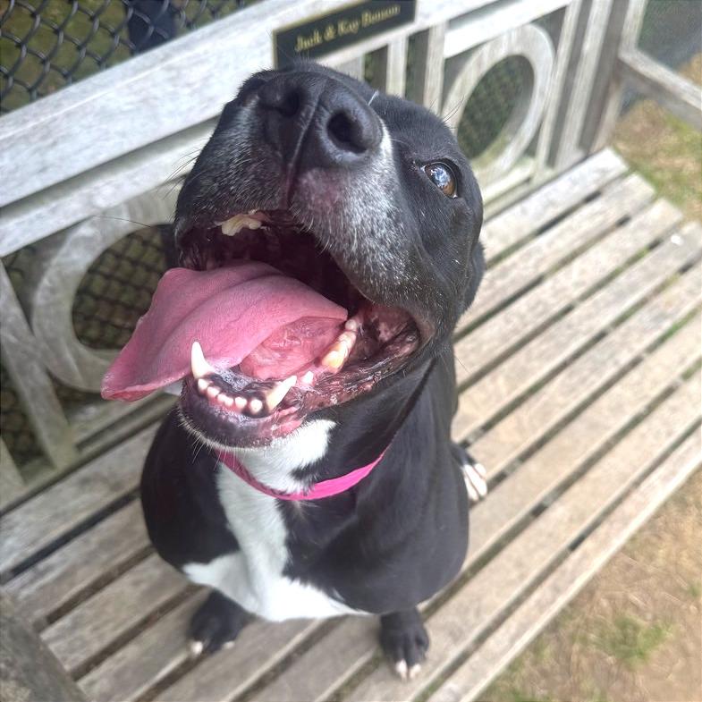 Enlarge Honeybee, a Adoptable Mixed Breed in Chattanooga, TN image 1/6