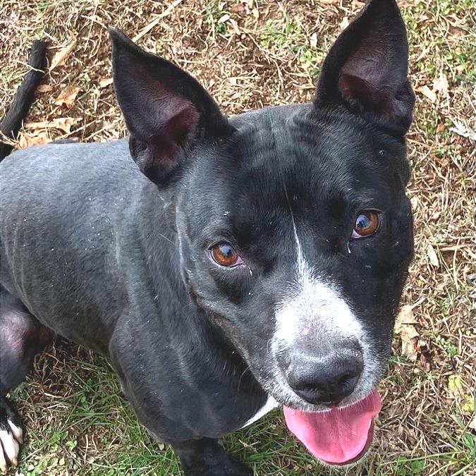 Enlarge Honeybee, a Adoptable Mixed Breed in Chattanooga, TN image 2/6