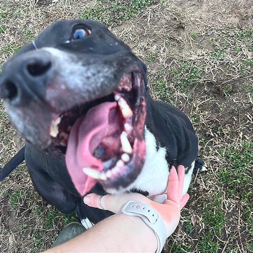 Honeybee — thumbnail 3