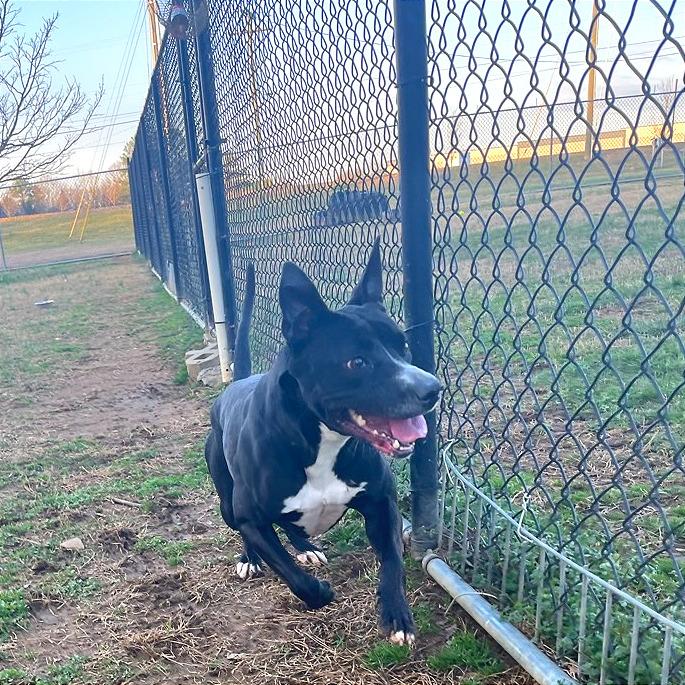 Enlarge Honeybee, a Adoptable Mixed Breed in Chattanooga, TN image 4/6