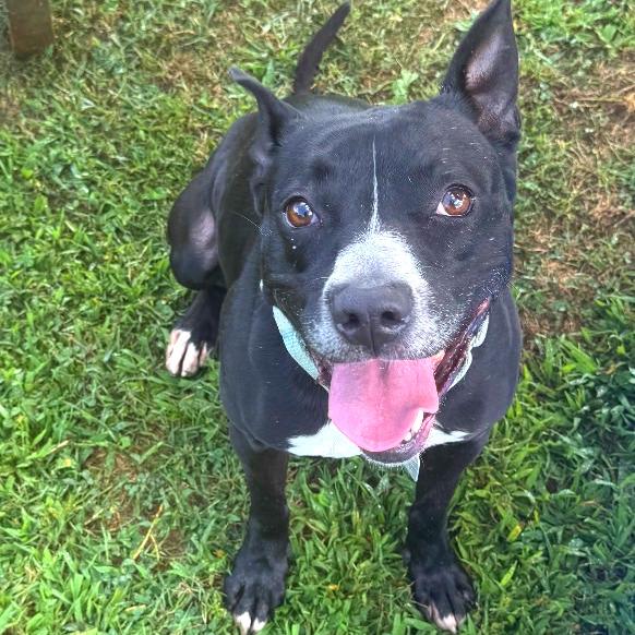 Honeybee, a Adoptable Mixed Breed in Chattanooga, TN image 2/6