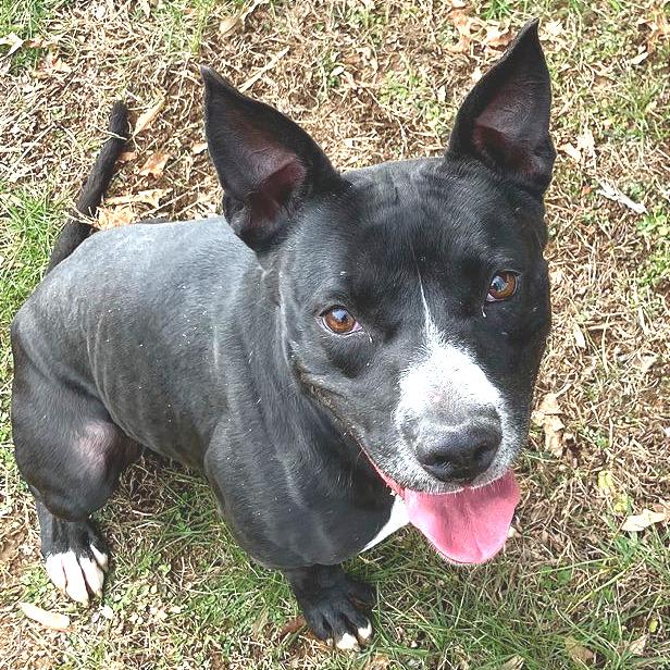 Enlarge Honeybee, a Adoptable Mixed Breed in Chattanooga, TN image 5/6