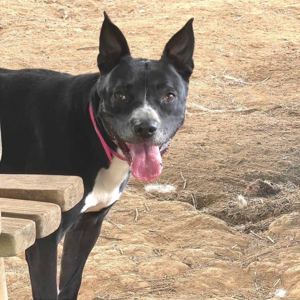 Honeybee, a Adoptable Mixed Breed in Chattanooga, TN image 3/6