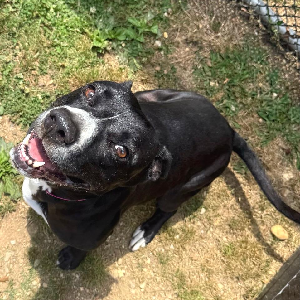 Honeybee, a Adoptable Mixed Breed in Chattanooga, TN image 3/6