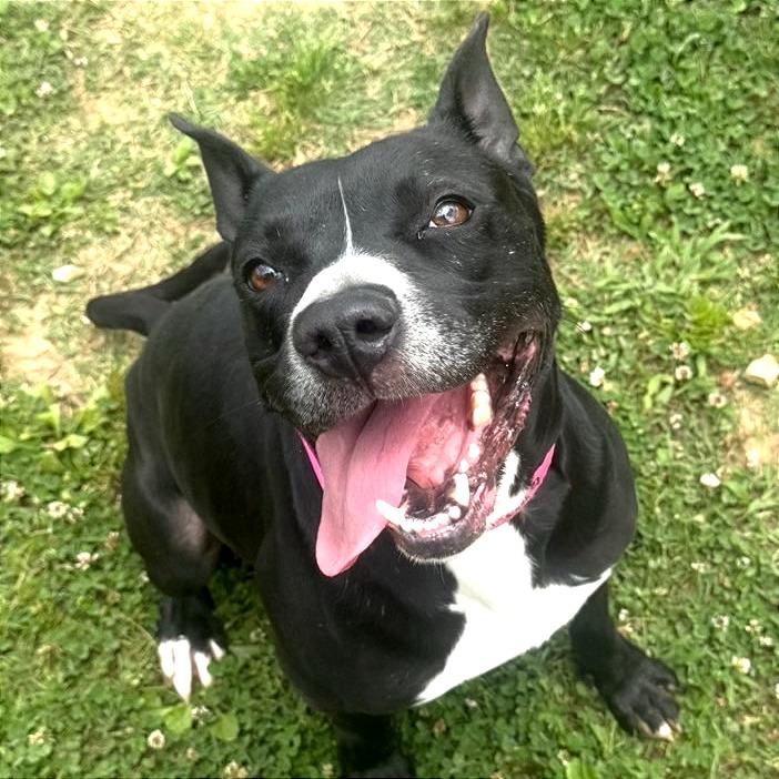 Enlarge Honeybee, a Adoptable Mixed Breed in Chattanooga, TN image 4/6