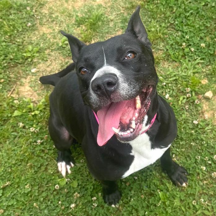 Enlarge Honeybee, a Adoptable Mixed Breed in Chattanooga, TN image 5/6