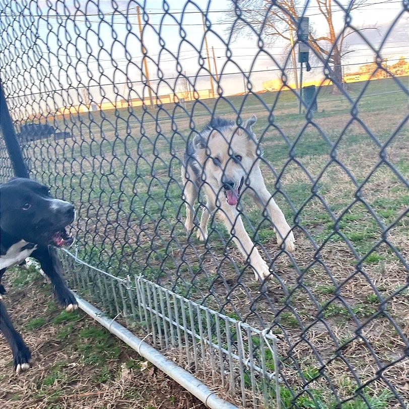 Honeybee — thumbnail 6