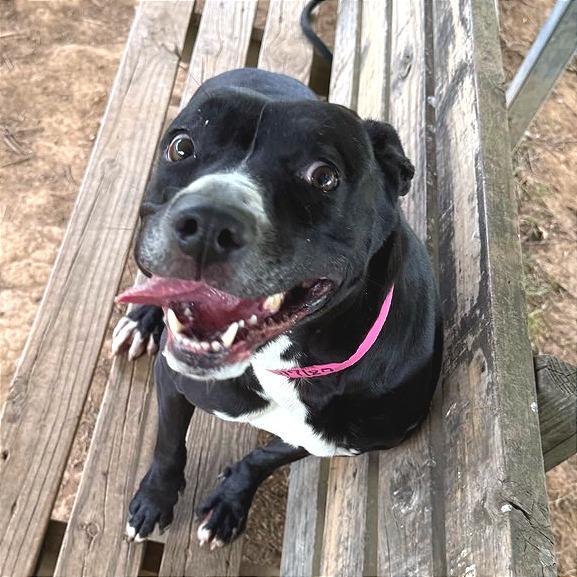 Honeybee, a Adoptable Mixed Breed in Chattanooga, TN image 6/6