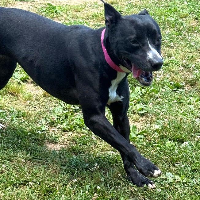 Honeybee, a Adoptable Mixed Breed in Chattanooga, TN image 6/6