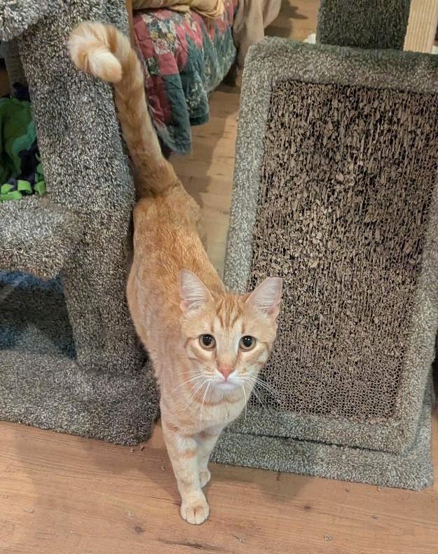 Enlarge JARVIS - HANDSOME FRIENDLY BOY WITH VERY LONG TAIL & CUTEST FACE, a Adoptable mixed breed in Plano, TX image 3/6