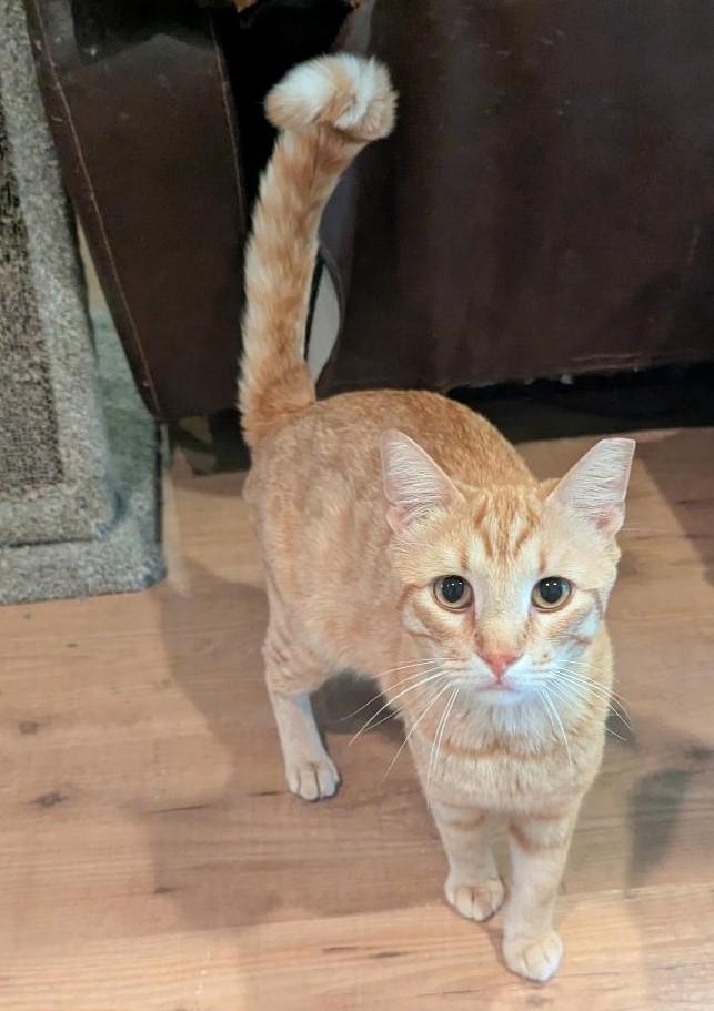 Enlarge JARVIS - HANDSOME FRIENDLY BOY WITH VERY LONG TAIL & CUTEST FACE, a Adoptable mixed breed in Plano, TX image 5/6
