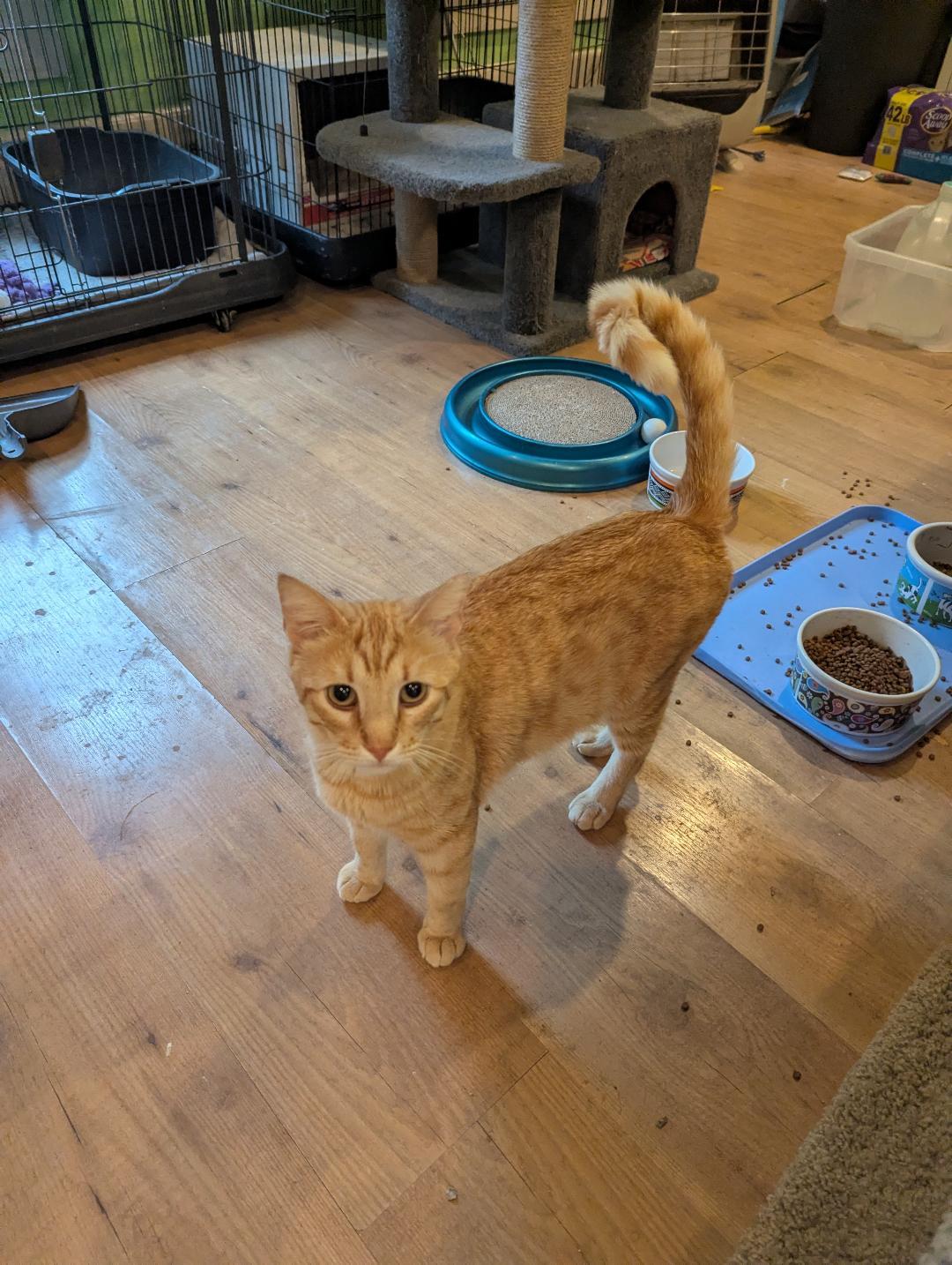 Enlarge JARVIS - HANDSOME FRIENDLY BOY WITH VERY LONG TAIL & CUTEST FACE, a Adoptable mixed breed in Plano, TX image 4/6