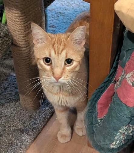 Enlarge JARVIS - HANDSOME FRIENDLY BOY WITH VERY LONG TAIL & CUTEST FACE, a Adoptable mixed breed in Plano, TX image 2/6