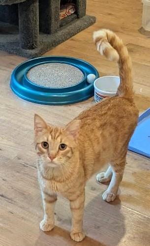 Enlarge JARVIS - HANDSOME FRIENDLY BOY WITH VERY LONG TAIL & CUTEST FACE, a Adoptable mixed breed in Plano, TX image 6/6