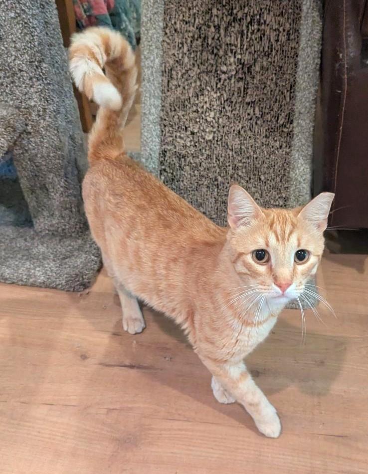 JARVIS - HANDSOME FRIENDLY BOY WITH VERY LONG TAIL & CUTEST FACE, Adoptable, Adult Male Tabby & Domestic Short Hair.