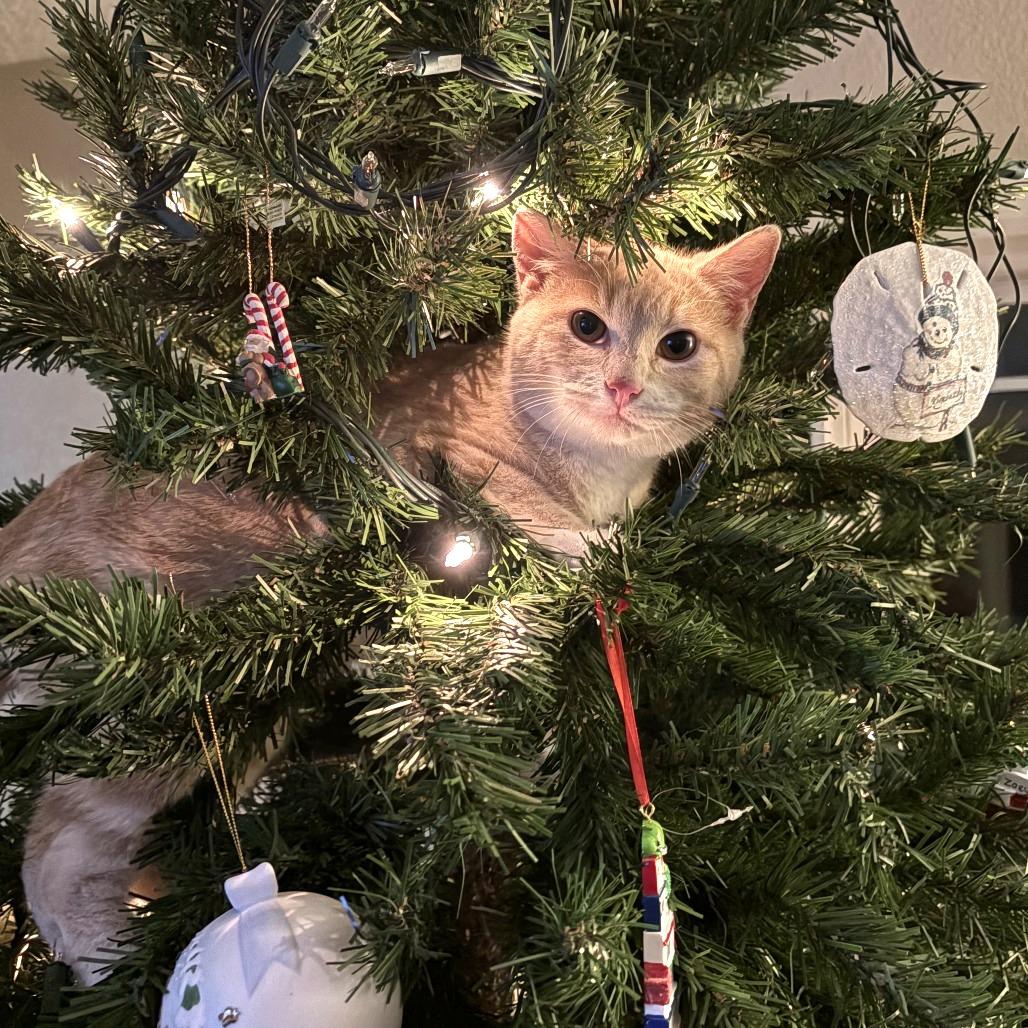 Pancake, Adoptable, Kitten Male Domestic Short Hair.