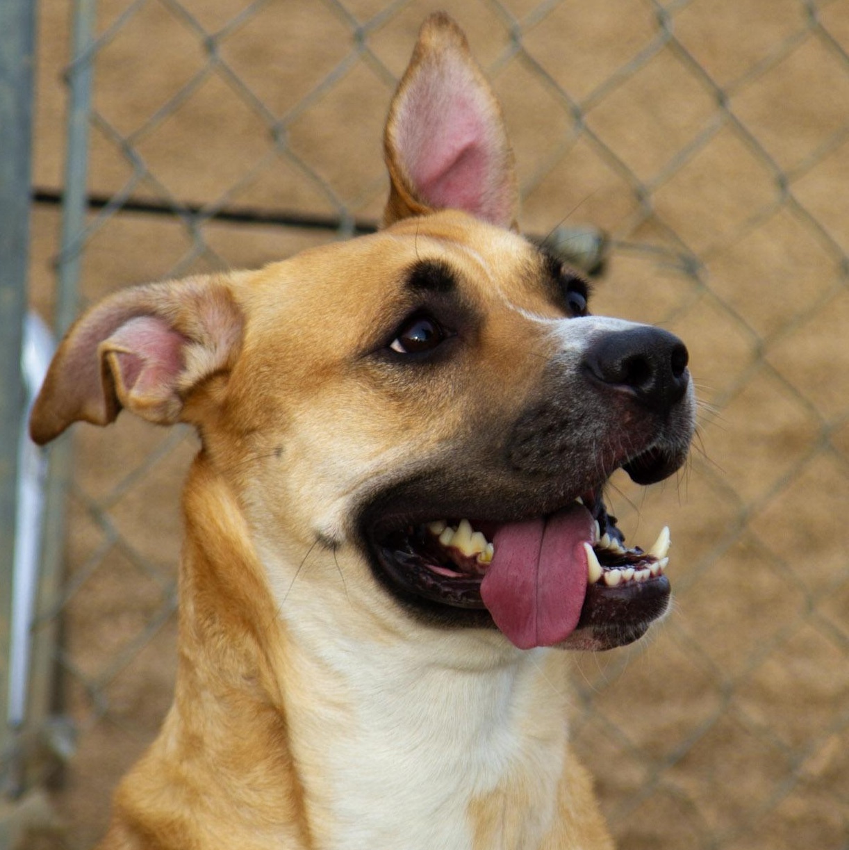 Chiques, ADOPTABLE, Adult Female Terrier.