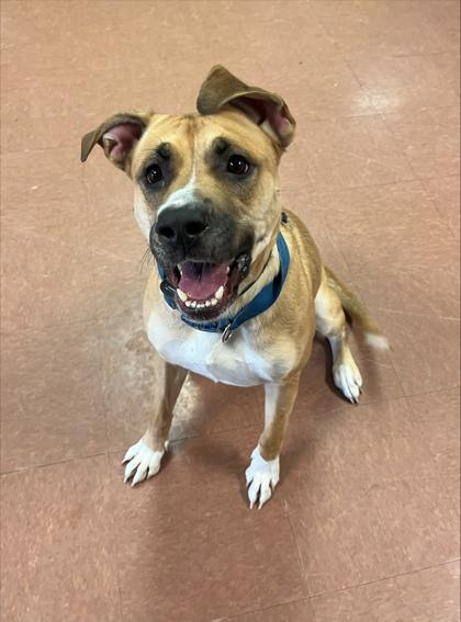 Enlarge Chiques, a ADOPTABLE mixed breed in Rapid City, SD image 2/3