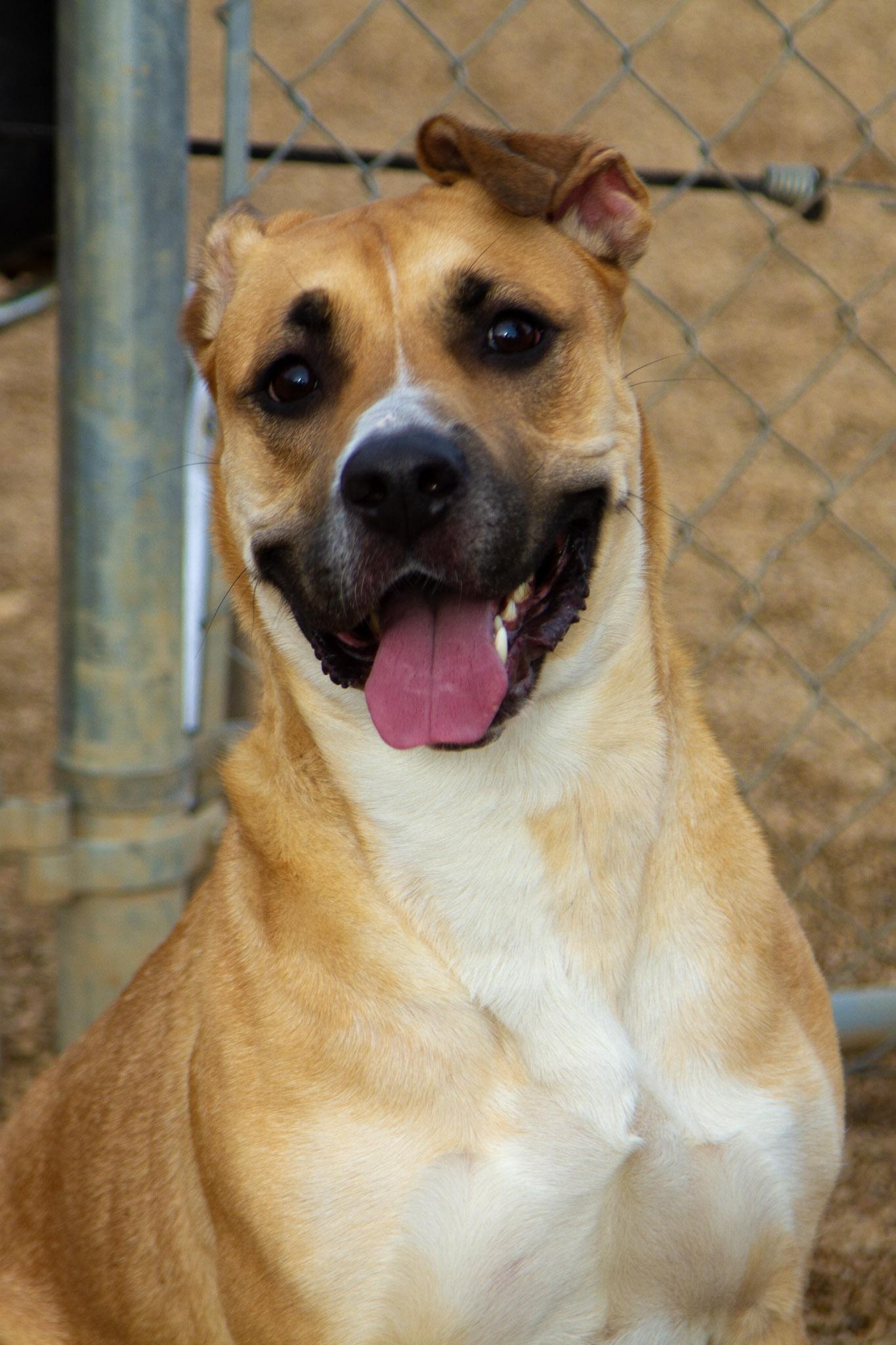Enlarge Chiques, a ADOPTABLE mixed breed in Rapid City, SD image 3/3