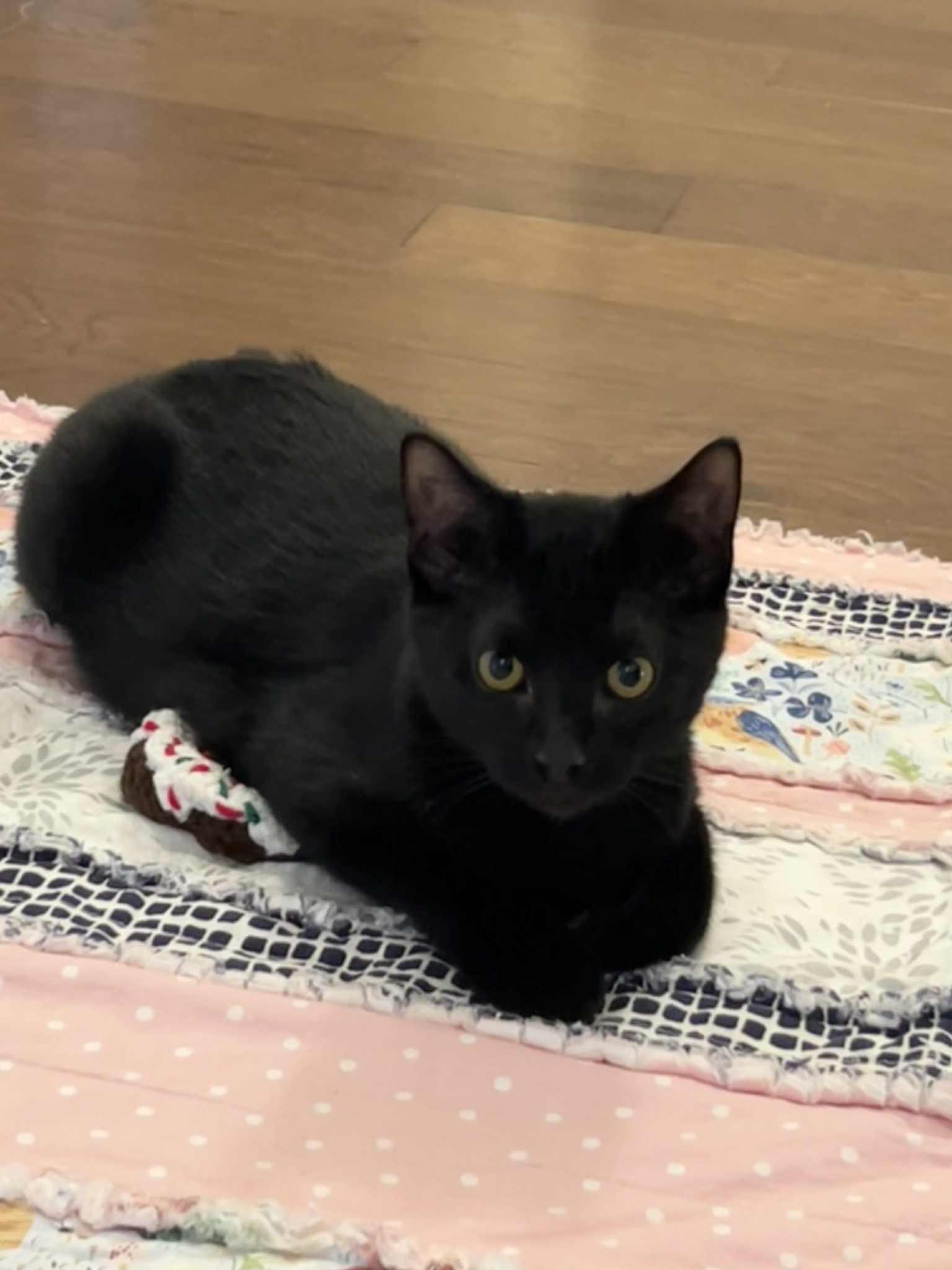 Enlarge Inky, a Adoptable Domestic Short Hair in Kerrville, TX image 1/1