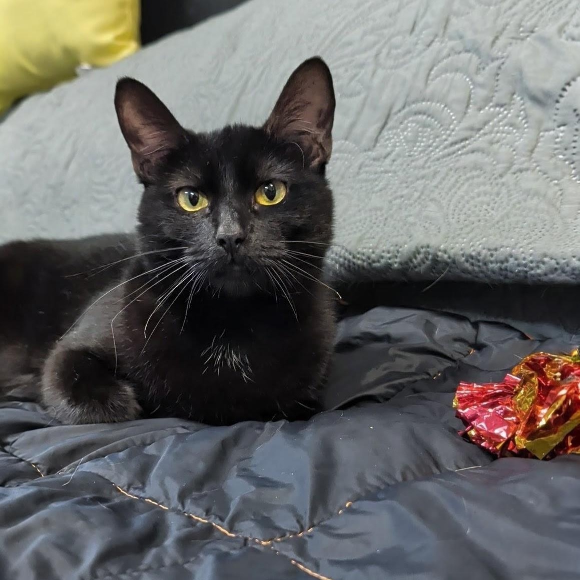 Enlarge Wednesday, a Adopted Domestic Short Hair in West Jefferson, OH image 4/6