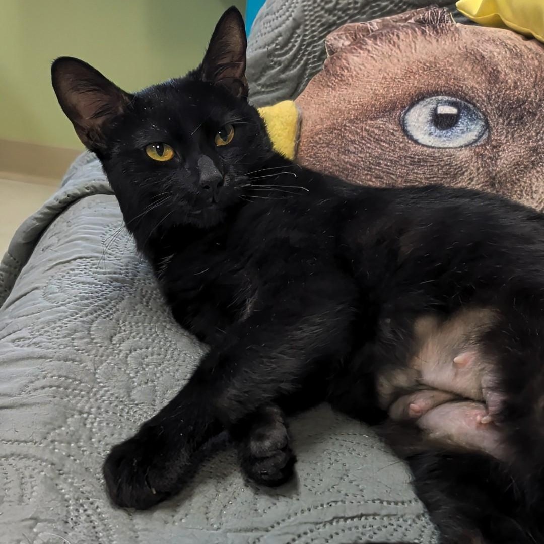 Enlarge Wednesday, a Adopted Domestic Short Hair in West Jefferson, OH image 5/6