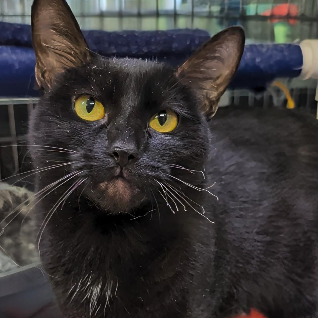 Enlarge Wednesday, a Adopted Domestic Short Hair in West Jefferson, OH image 3/6
