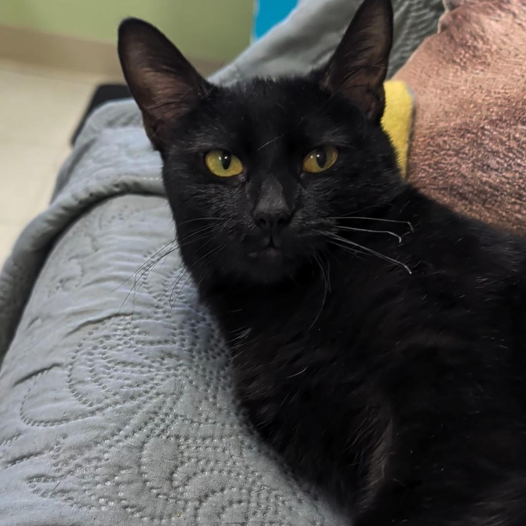 Enlarge Wednesday, a Adopted Domestic Short Hair in West Jefferson, OH image 6/6