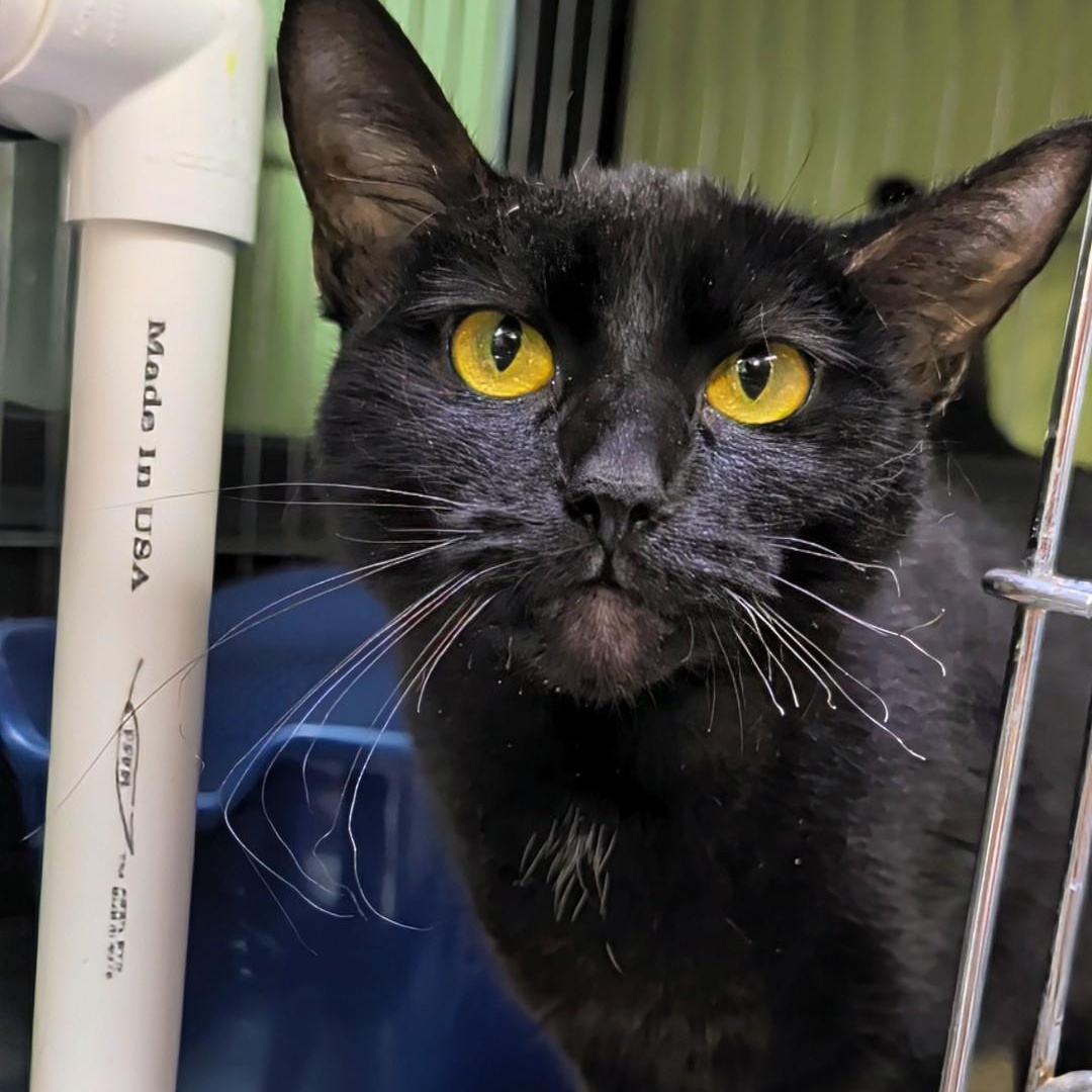 Enlarge Wednesday, a Adopted Domestic Short Hair in West Jefferson, OH image 2/6