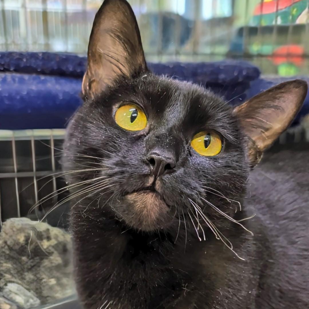 Enlarge Wednesday, a Adopted Domestic Short Hair in West Jefferson, OH image 1/6