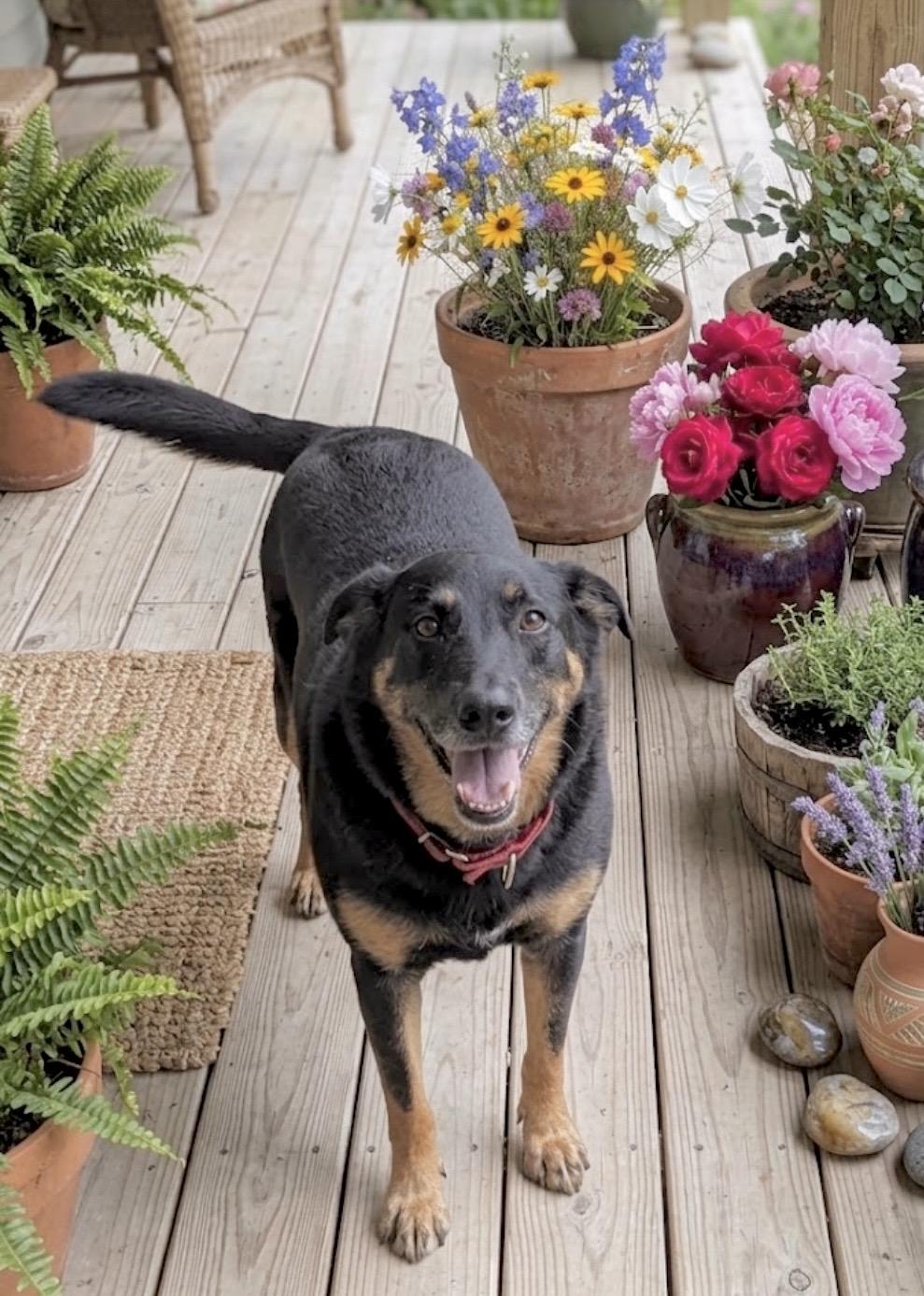 Sophie, Adoptable, Adult Female Shepherd.