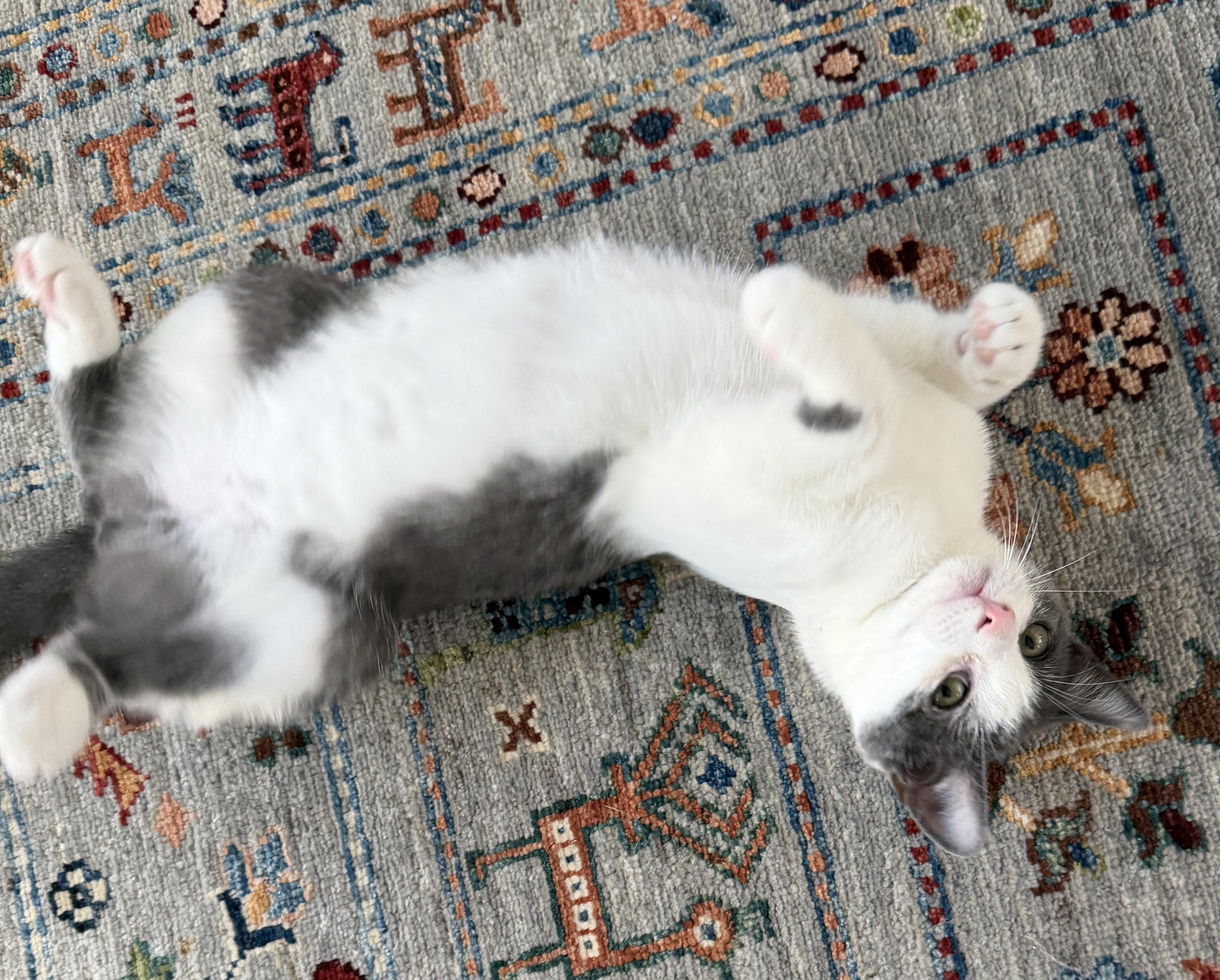 Enlarge Basalt - super companion , an adopted Domestic Short Hair in East Hanover, NJ image 3/3