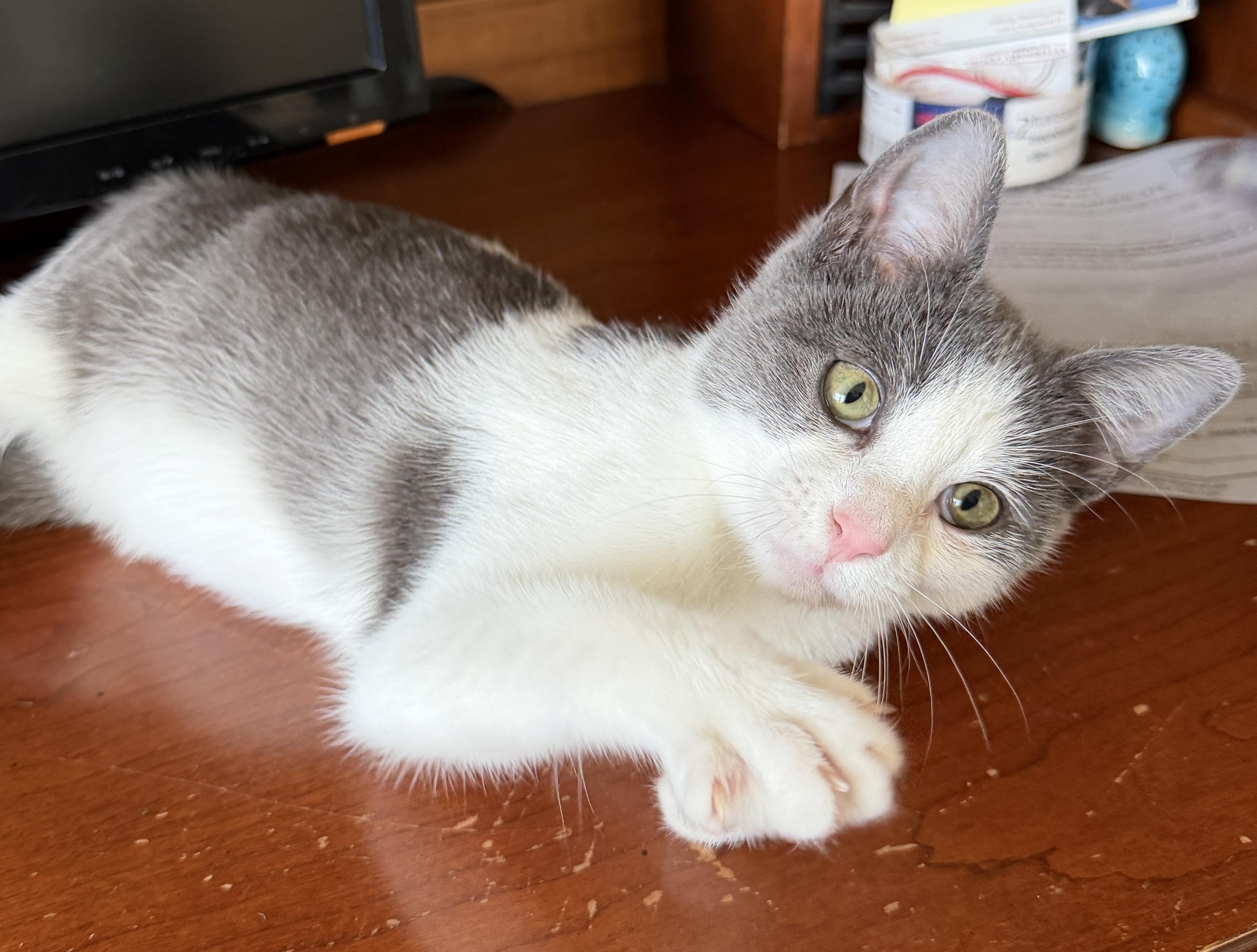 Enlarge Basalt - super companion , an adopted Domestic Short Hair in East Hanover, NJ image 1/3